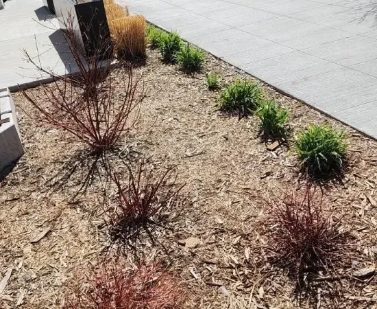 A freshly mulched landscape bed alongside a paver walkway, planted with red-twig dogwoods and clumps of ornamental grass at staggered sizes. The kind of seasonal enhancement work landscape account managers scope, photograph, and track against the property file inside SiteDNA so renewals walk in with the upsell pipeline already pulled.